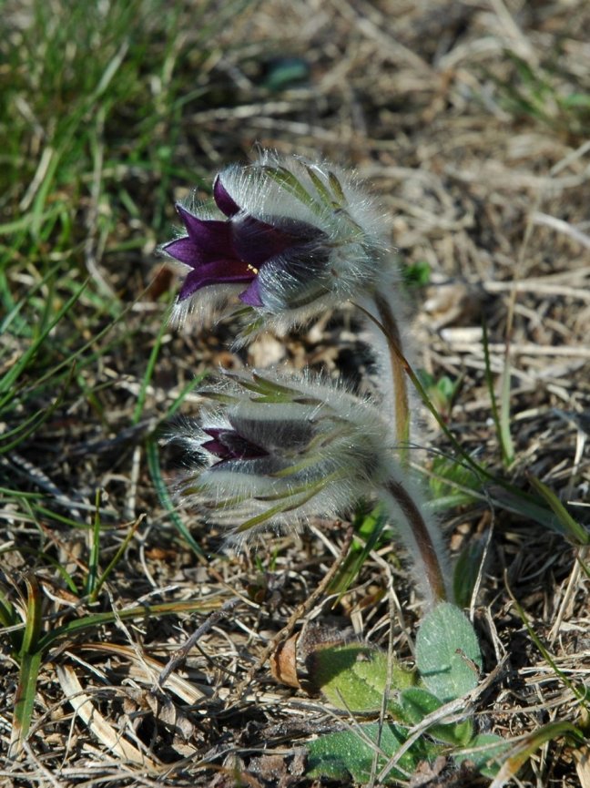 Pulsatilla montana